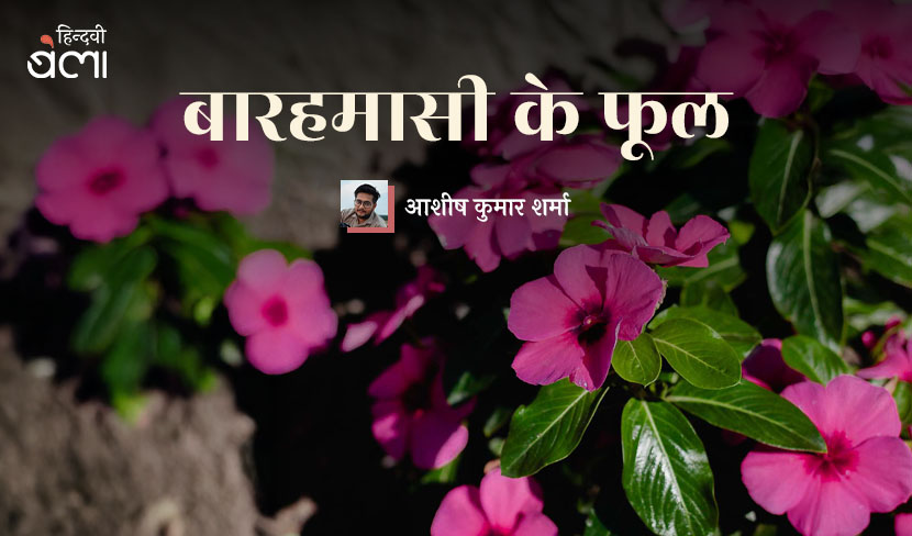 ‘बारहमासी के फूल’