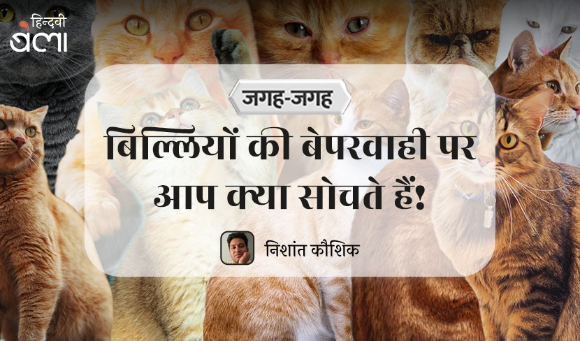बिल्लियों की बेपरवाही पर आप क्या सोचते हैं!